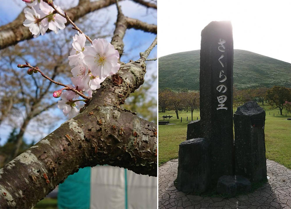 你見過秋天的櫻花嗎？