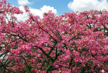 【跟著節氣過生活 秋分】