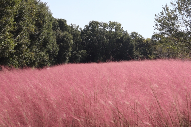 【跟著節氣過生活 霜降】
