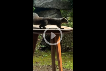 自然がすぐそばにあるという贅沢