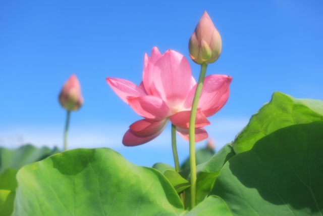 【跟著節氣過生活 芒種】