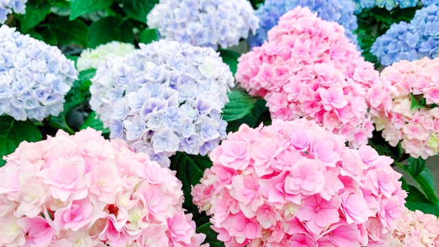 【跟著節氣過生活 芒種】