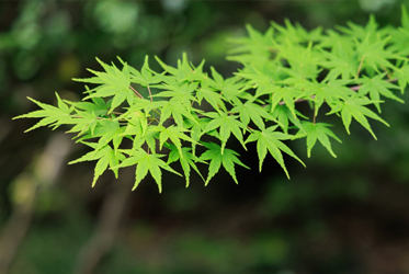 坐漁荘の美