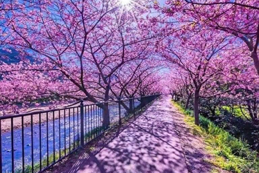 河津櫻花夢