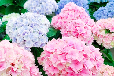 【跟著節氣過生活 芒種】