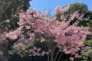 河津櫻綻放！ 和食餐廳庭園邀您賞櫻
