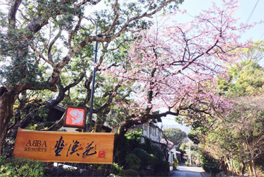 初春的詩意：坐漁莊的紅櫻物語